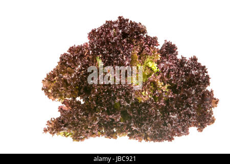 Isoliert, frischen Lollo Rosso (Batavia Salat) Salat. Stockfoto