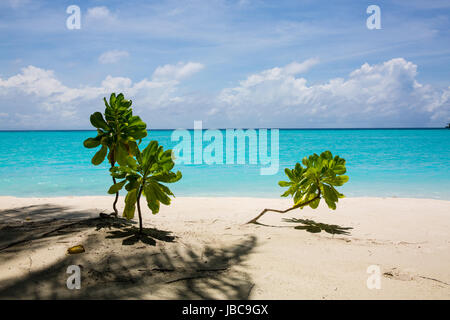 Pulver weißen Sand und üppig grüne Vegeatation auf einer Ferieninsel auf den Malediven. Stockfoto