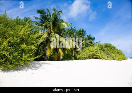 Pulver weißen Sand und üppig grüne Vegeatation auf einer Ferieninsel auf den Malediven. Stockfoto