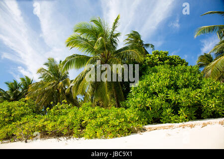 Pulver weißen Sand und üppig grüne Vegeatation auf einer Ferieninsel auf den Malediven. Stockfoto