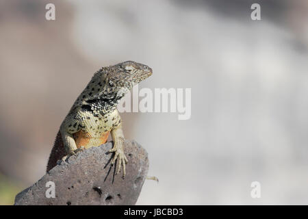 Lava Lizard (Microlophus albemariensis) auf Rock, Punta Suarez, Espanola, Galapagos, Ecuador Stockfoto