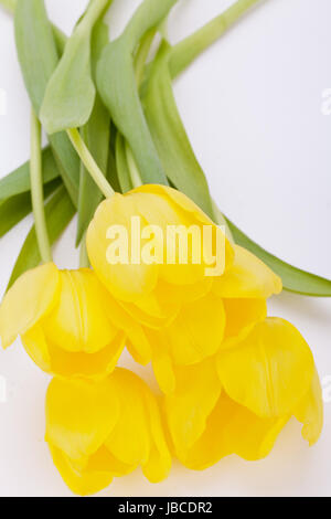 Blumenstraus aus Klingebiel Tulpen Zu Ostern Nahaufnahme Isoliert Auf Weißem Hintergrund Stockfoto