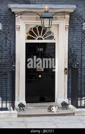 London, Vereinigtes Königreich von Großbritannien und Nordirland. 9. Juni 2017. Larry die Katze in 10 Downing Street. London, UK. 06.09.2017 | Nutzung weltweit Credit: Dpa/Alamy Live-Nachrichten Stockfoto