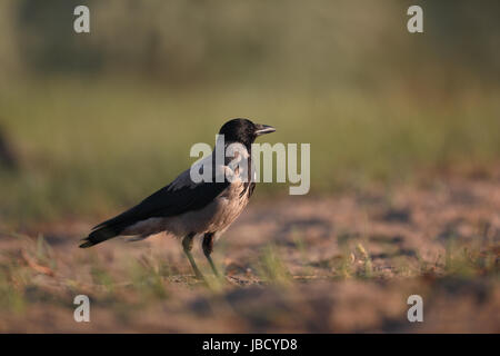 Nebelkrähe (Corvus coring), Donau Delta, Rumänien, Mai 2017 Stockfoto