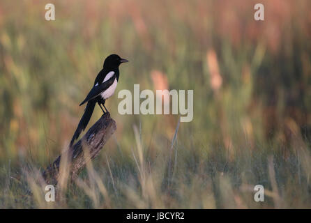 Magpie (Pica Pica). Donaudelta in Rumänien, Mai 2017 Stockfoto