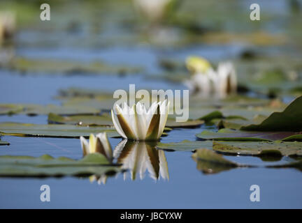 Weiße Seerosen (Nymphaea alba) in der Donau Delta in Rumänien fotografiert. Stockfoto