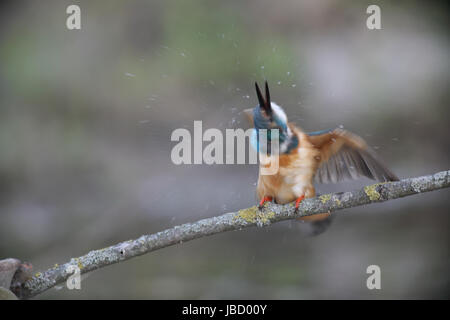 Eisvogel (Alcedo Atthis) das Wasser abschütteln Stockfoto