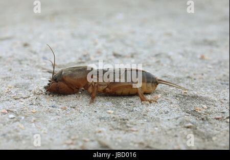 Europäische Mole Cricket (Gryllotalpa Gryllotalpa) Stockfoto