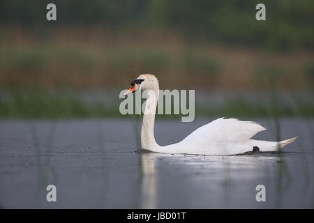 Stummschalten Sie Schwan (Cygnus Olor) schwimmen am See Stockfoto