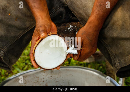 Nahaufnahme von Menschenhänden Schaben Kokosnüsse in Lavena Dorf, Insel Taveuni, Fidschi. Taveuni ist die drittgrößte Insel in Fidschi. Stockfoto