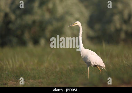 Silberreiher (Ardea Alba) Stockfoto