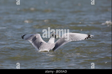 Pallas Möwe (Ichthyaetus Ichthyaetus) in der Zucht Gefieder Stockfoto