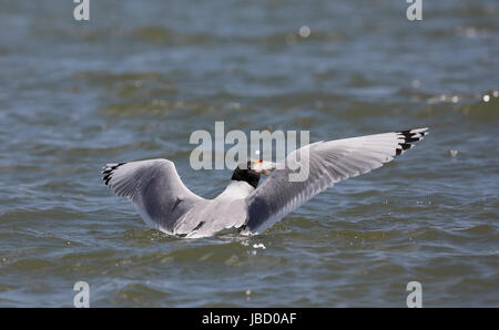 Pallas Möwe (Ichthyaetus Ichthyaetus) in der Zucht Gefieder Stockfoto