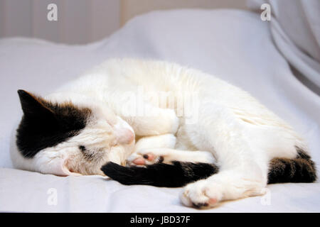 Niedliche Erwachsener, weiß mit schwarzen und braunen Flecken Kurzhaar Katze schläft auf einer Couch in ein weißes Laken bedeckt. Stockfoto