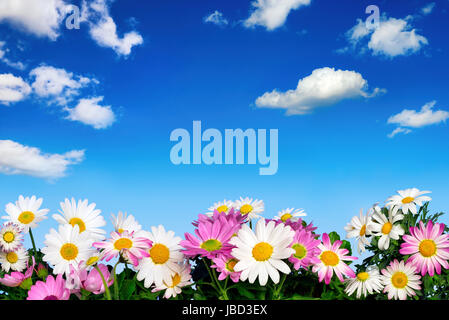 Ein Blumenbeet Mit Margeriten Vor Blauem Himmel Und Kleinen Weißen Wolken Stockfoto