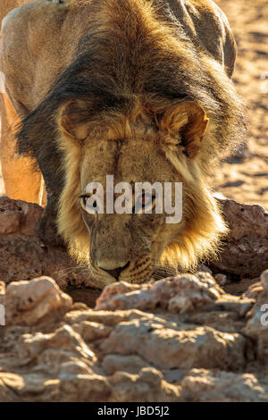 Frontansicht eines einzigen großen männlichen Löwen ((Panthera Leo) Trinkwasser an einer Wasserstelle in der Wüste Kgalagadi, Südafrika Stockfoto