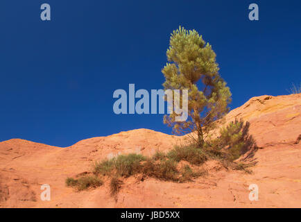 Einsame Kiefer auf dem Ocker Hügel, hat eine orange Farbe. Blauen Himmel im Hintergrund. (Le Colorado Provencal de Rustrel, Frankreich). Stockfoto