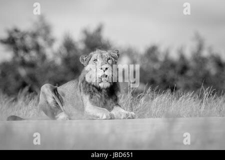 Junge männliche Löwen Festlegung und suchen in schwarz und weiß in den Kruger National Park, Südafrika. Stockfoto