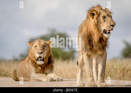 Zwei junge männliche Löwen Brüder im Kruger National Park, Südafrika. Stockfoto