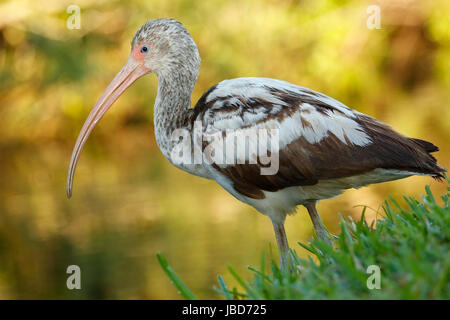 Juvenile White Ibis (Eudocimus Albus) Stockfoto