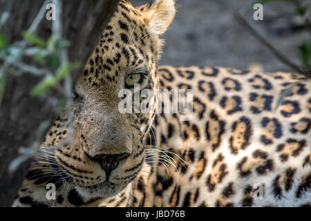 Riesige männliche Leoparden in den Hauptrollen in die Kamera hinter einem Baum in der Kruger National Park, Südafrika. Stockfoto