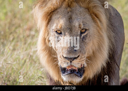 Große männliche Löwen in den Hauptrollen in die Kamera in den Chobe National Park, Botswana. Stockfoto