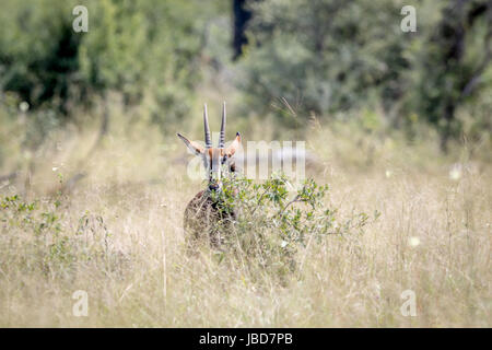 Junge Rappenantilope versteckt sich hinter einem Busch in der Hwange Nationalpark, Zimbabwe. Stockfoto