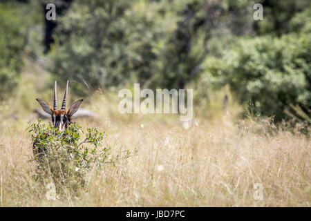 Junge Rappenantilope versteckt sich hinter einem Busch in der Hwange Nationalpark, Zimbabwe. Stockfoto