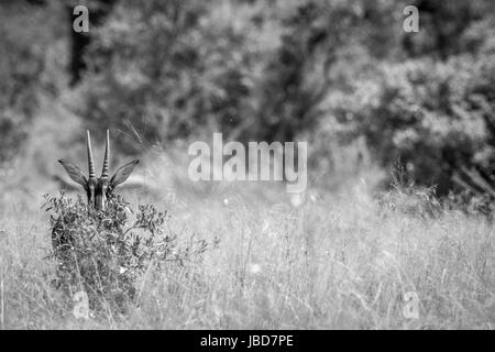 Junge Rappenantilope versteckt sich hinter einem Busch in schwarz und weiß in den Hwange Nationalpark, Simbabwe. Stockfoto