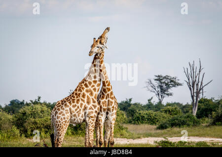 Zwei Giraffen kämpfen in den Chobe National Park, Botswana. Stockfoto