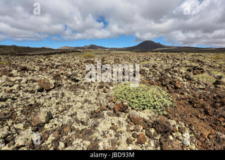 Faszinierenden Vulkanlandschaft auf Lanzarote in der Nähe von Jameos del Agua Höhle. Kanarische Inseln, Spanien Stockfoto