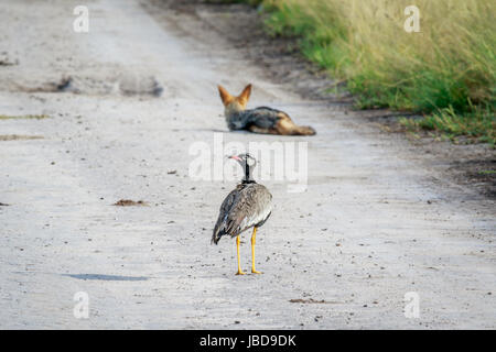 Nördliche schwarze Korhaan auf der Straße mit einem Black-backed Schakal im Hintergrund in die zentrale Kalahari, Botswana. Stockfoto