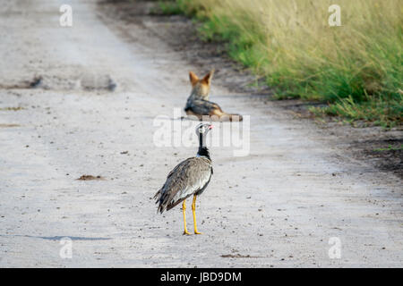 Nördliche schwarze Korhaan auf der Straße mit einem Black-backed Schakal im Hintergrund in die zentrale Kalahari, Botswana. Stockfoto