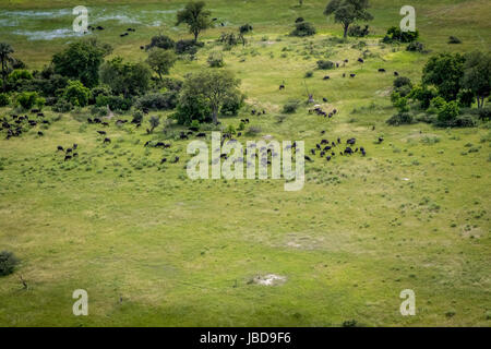 Luftaufnahme einer Herde Büffel im Okavangodelta, Botswana. Stockfoto