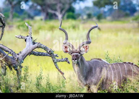 Männliche Kudu Darsteller in die Kamera im Okavangodelta, Botswana. Stockfoto