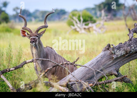 Männliche Kudu Darsteller in die Kamera im Okavangodelta, Botswana. Stockfoto