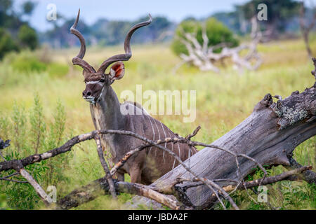 Männliche Kudu Darsteller in die Kamera im Okavangodelta, Botswana. Stockfoto