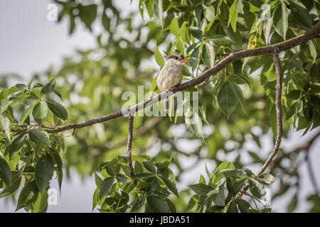 Gestreifte Eisvogel auf einem Ast im Okavangodelta, Botswana. Stockfoto