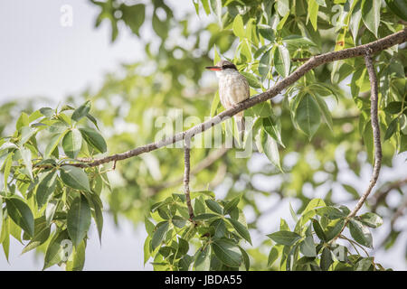 Gestreifte Eisvogel auf einem Ast im Okavangodelta, Botswana. Stockfoto