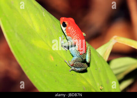 Strawberry Poison-Dart Frog (aka Bluejeans Poison-Dart Frog - Dendrobates Pumilio), auf einem Blatt, Drake Bay, Halbinsel Osa, Costa Rica Stockfoto