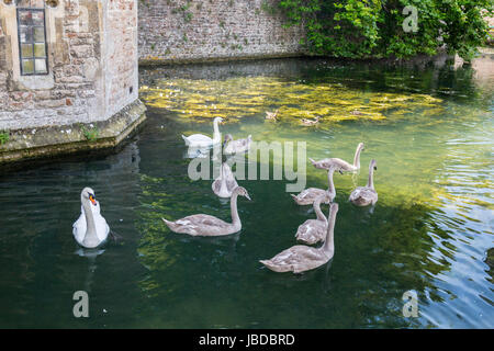 Ein paar Höckerschwäne und ihre Cygnets auf dem Bischöflichen Palast Graben in Wells, Somerset, England, UK Stockfoto