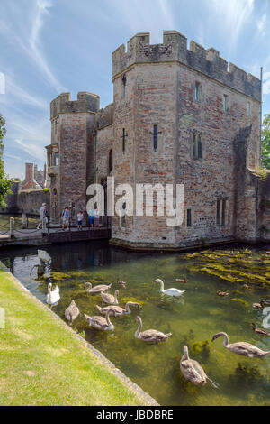 Ein paar Höckerschwäne und ihre Cygnets auf dem Bischöflichen Palast Graben in Wells, Somerset, England, UK Stockfoto