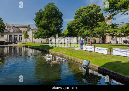 Ein paar Höckerschwäne und ihre Cygnets auf dem Bischöflichen Palast Graben in Wells, Somerset, England, UK Stockfoto