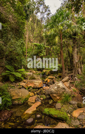 Fluss im Moosgarten in Carnarvon Gorge, Queensland Stockfoto