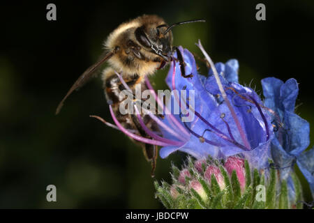 Berlin, Deutschland, Biene sammelt Nektar auf einer blauen Blume Stockfoto