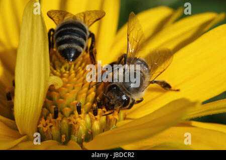 Berlin, Deutschland, Bienen Nektar sammeln auf eine Sonnenblume Stockfoto