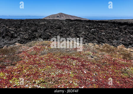 Kontrast von Blumen und Lava in die Vulkanlandschaft des Timanfaya National Park.Lanzarote, Spanien Stockfoto