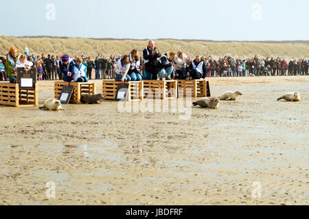 OUDDORP, Niederlande - 22. Mai 2017: Dichtungen sind am Strand nach kümmern in einem Kindergarten veröffentlicht. Stockfoto