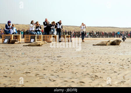 OUDDORP, Niederlande - 22. Mai 2017: Dichtungen sind am Strand nach kümmern in einem Kindergarten veröffentlicht. Stockfoto