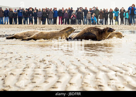 OUDDORP, Niederlande - 22. Mai 2017: Dichtungen sind am Strand nach kümmern in einem Kindergarten veröffentlicht. Stockfoto